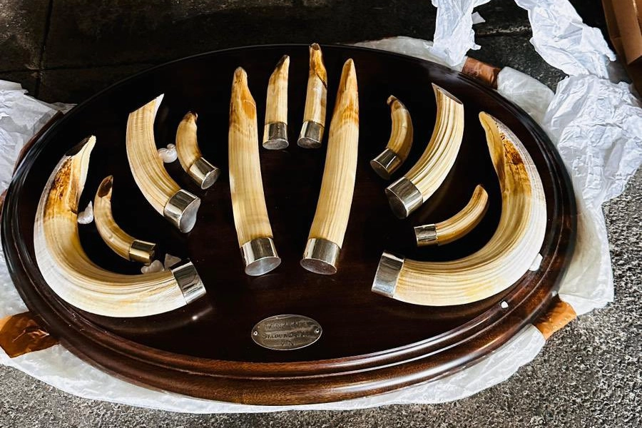 Trabzon’da yaban hayatı kaçakçılığı… 19 kargo ele geçirildi!