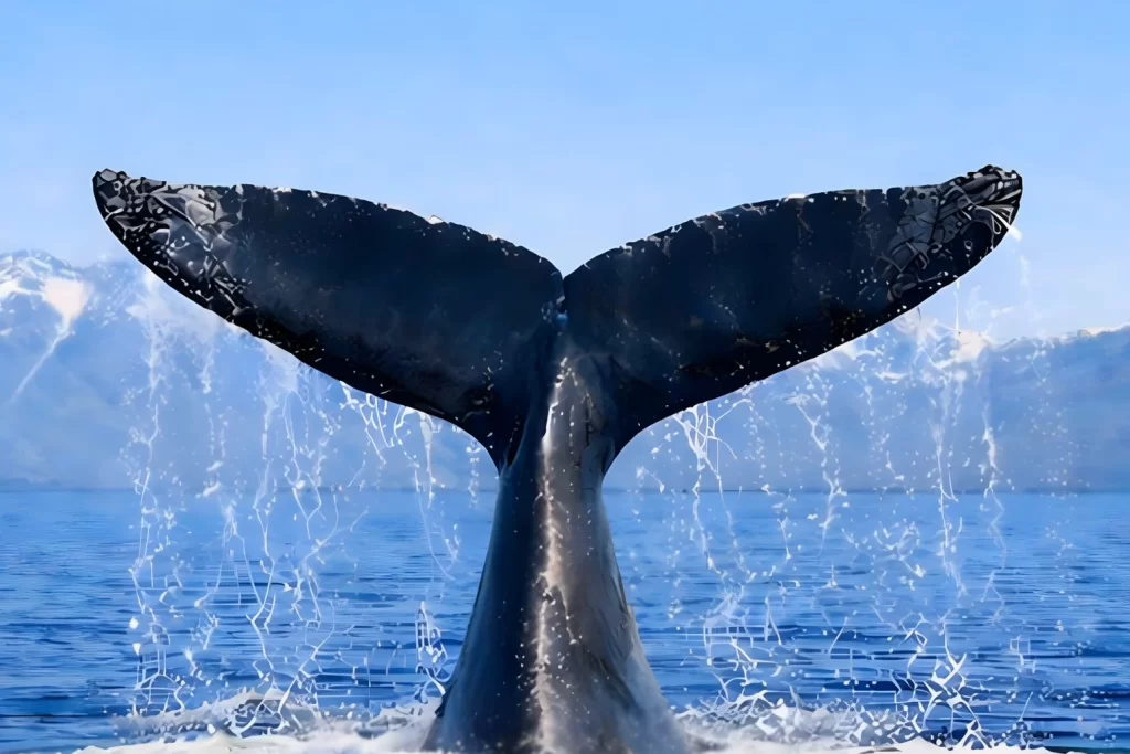 Türkiye, Uluslararası Balinacılık Komisyonu’nda