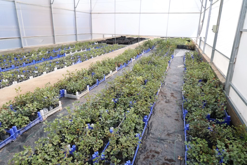 Antalya’da keçiboynuzu üreticisine fidan desteği