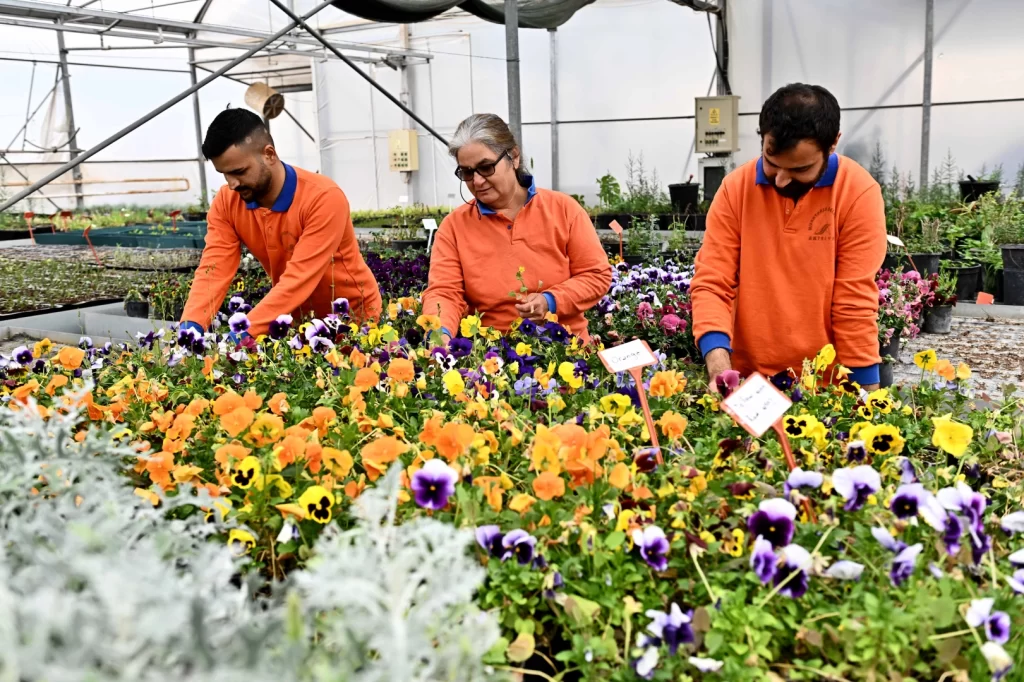 Antalya Muratpaşa’da 130 bin dal çiçek yetiştiriliyor