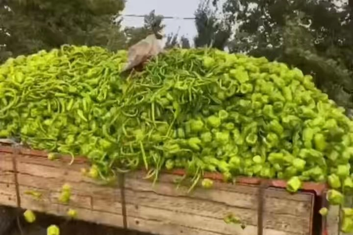 Bursa’daki “biber” görüntülerine bakanlıktan yalanlama