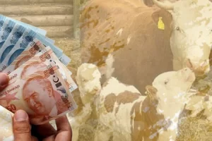 Çiftçiye 350,9 milyon TL destek ödemesi hesaplarda