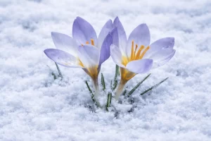 Kocaeli’de Keltepe Çiğdemi büyüledi