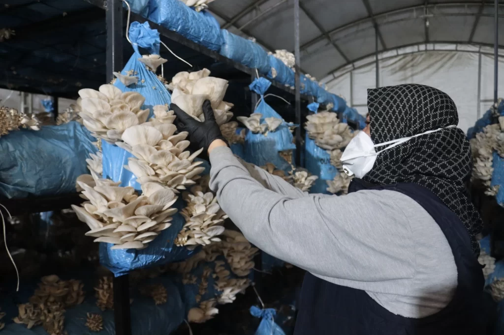 Kocaeli İzmit’te istiridye mantarı üretimiyle vatandaşa destek oluyor