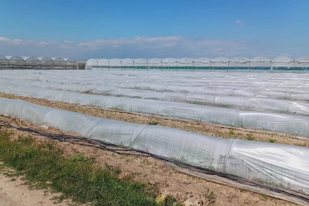 Mersin’de ‘marul tarlada kaldı’ iddiasına yalanlama