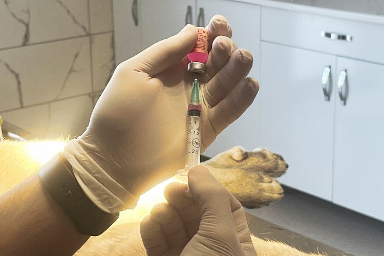 Sakarya’da her yıl 5 bin hayvan kısırlaştırılacak