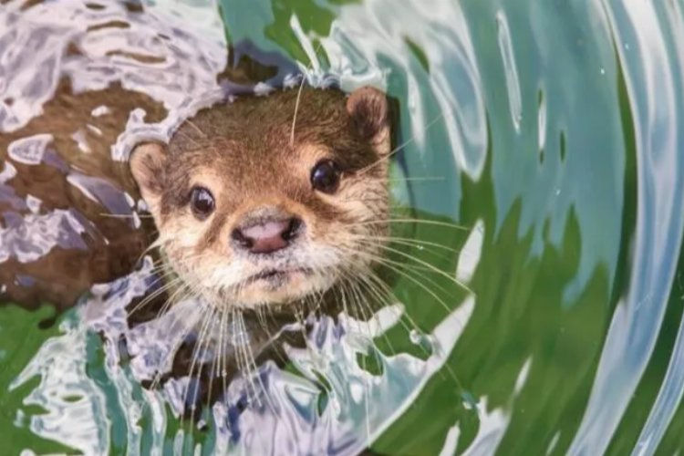 Nesilleri tükeniyor… Kaderlerini mahkeme kararı belirleyecek