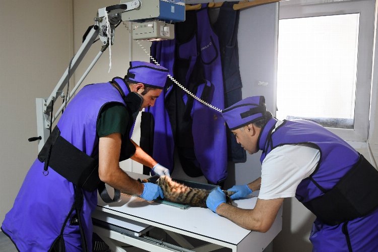 İzmir Karabağlar’da can dostlara kesintisiz hizmet