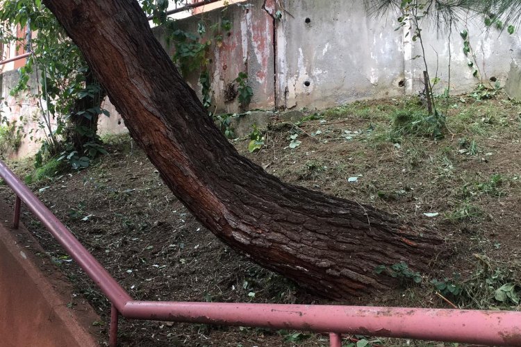 Kocaeli İzmit’te tehlike arz eden ağaca müdahale