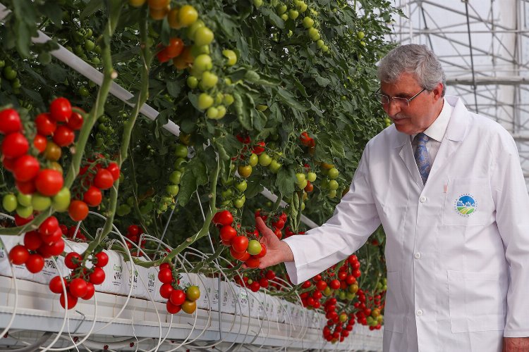 Sakarya’dan model projede 4 ayda 550 ton domates