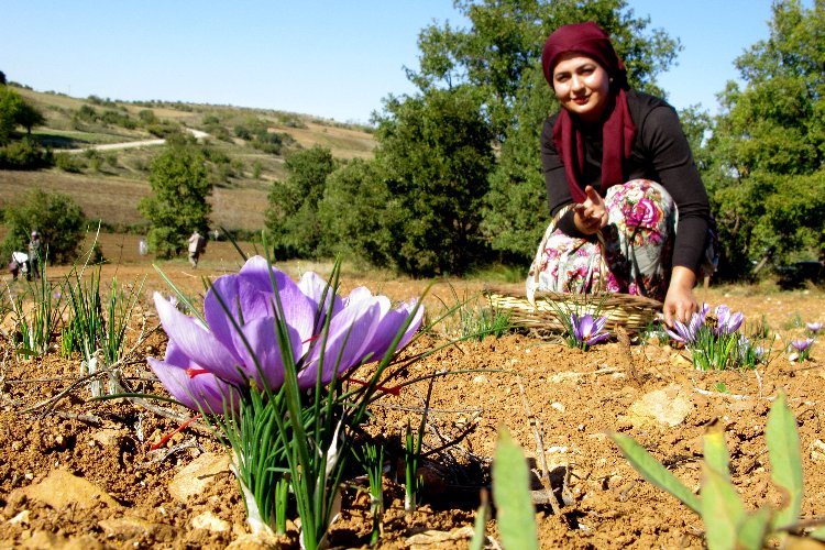 Bursa Yenişehir’de ‘safran’da hasat vakti