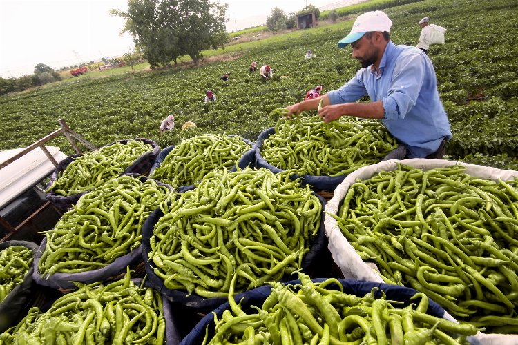 Bursa Yenişehirli çiftçinin yüzü gülüyor