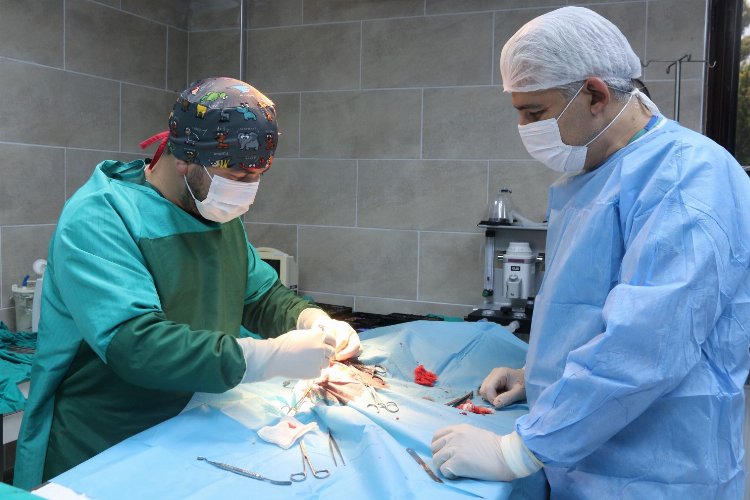 Kocaeli’de kaza geçiren köpek hayata tekrar bağlandı